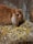 A brown rabbit with floppy ears is resting on a bedding of wood shavings and straw. Its fur is soft and plush, and there is a visible pile of rabbit droppings nearby. The setting appears to be a simple, rustic indoor environment with a concrete wall in the background.
