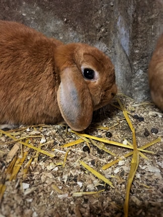 A brown rabbit with floppy ears is resting on a bedding of wood shavings and straw. Its fur is soft and plush, and there is a visible pile of rabbit droppings nearby. The setting appears to be a simple, rustic indoor environment with a concrete wall in the background.