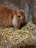 A brown rabbit with floppy ears is resting on a bedding of wood shavings and straw. Its fur is soft and plush, and there is a visible pile of rabbit droppings nearby. The setting appears to be a simple, rustic indoor environment with a concrete wall in the background.