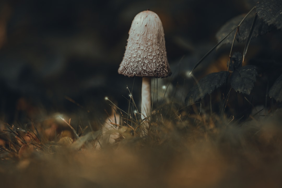 white mushroom on brown grass