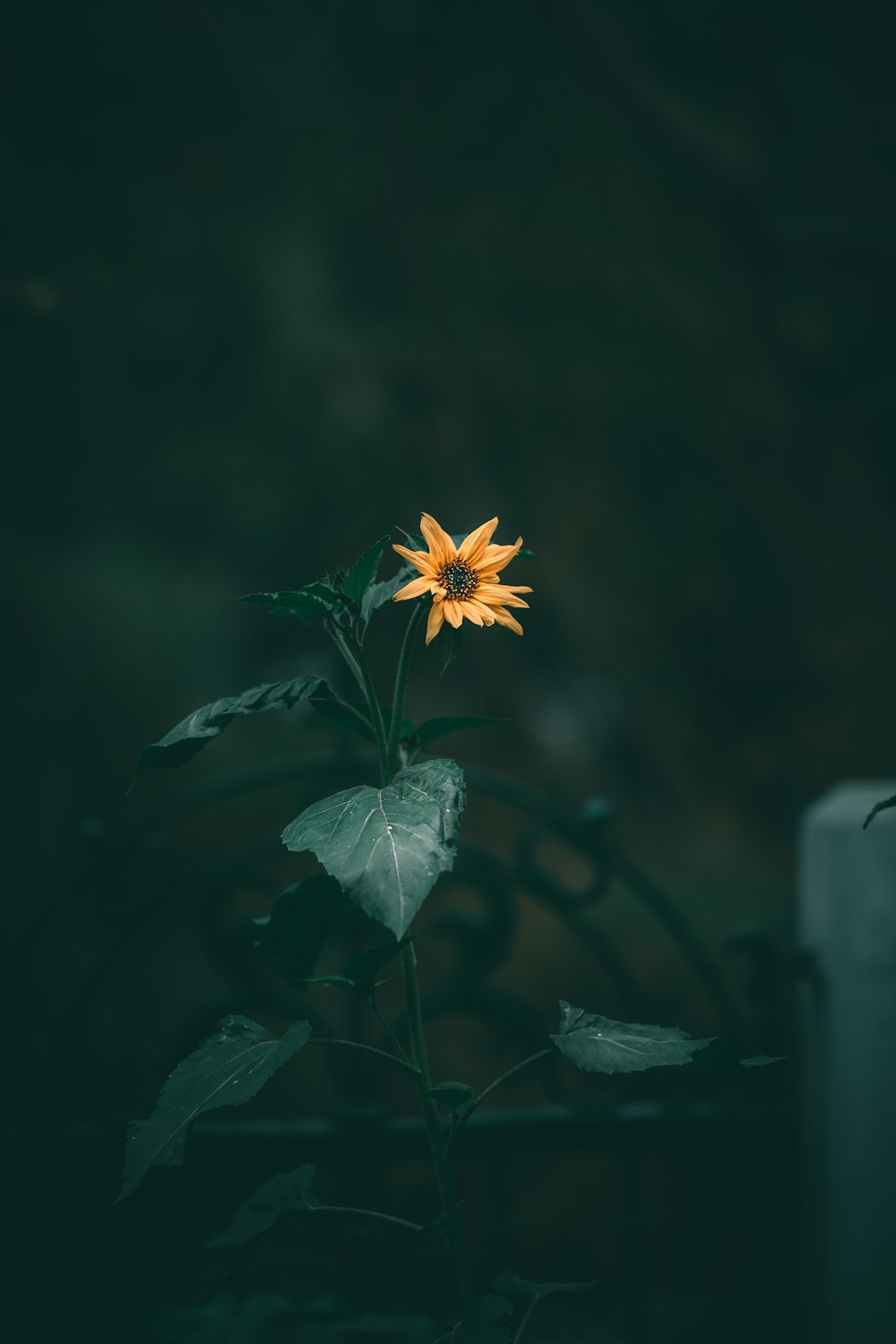 yellow flower in tilt shift lens