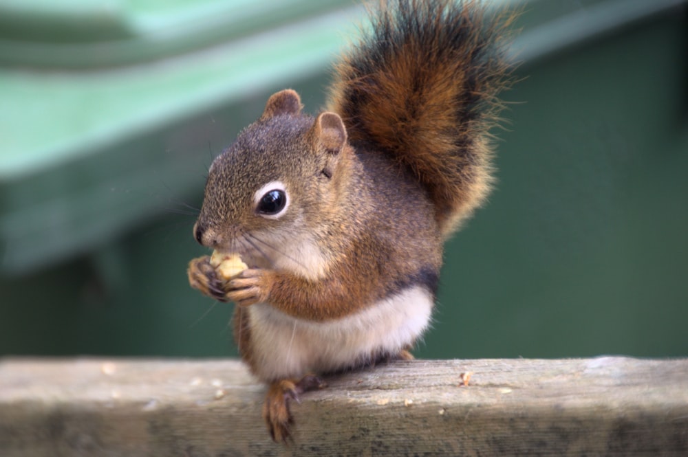brown and white squirrel on brown wooden surface