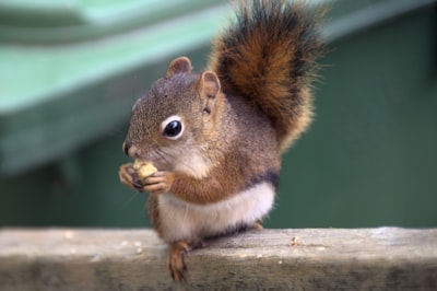 acorn zoom background