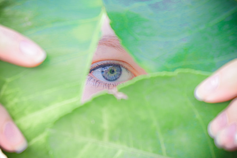green and brown leaf with eye