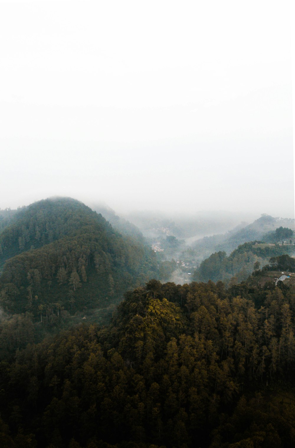 昼間の山の緑の木々