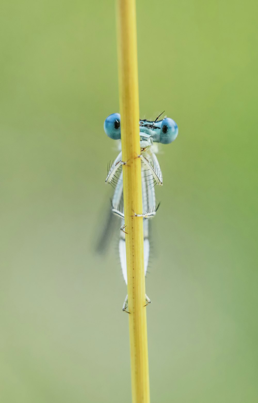 yellow and blue dragonfly on brown stick