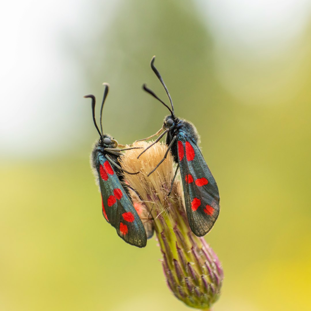 red and black butterfly perched on green plant