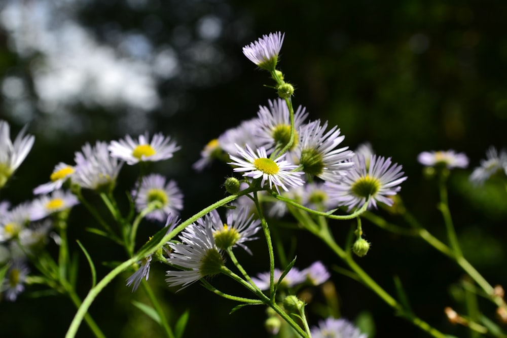 white and yellow flowers in tilt shift lens