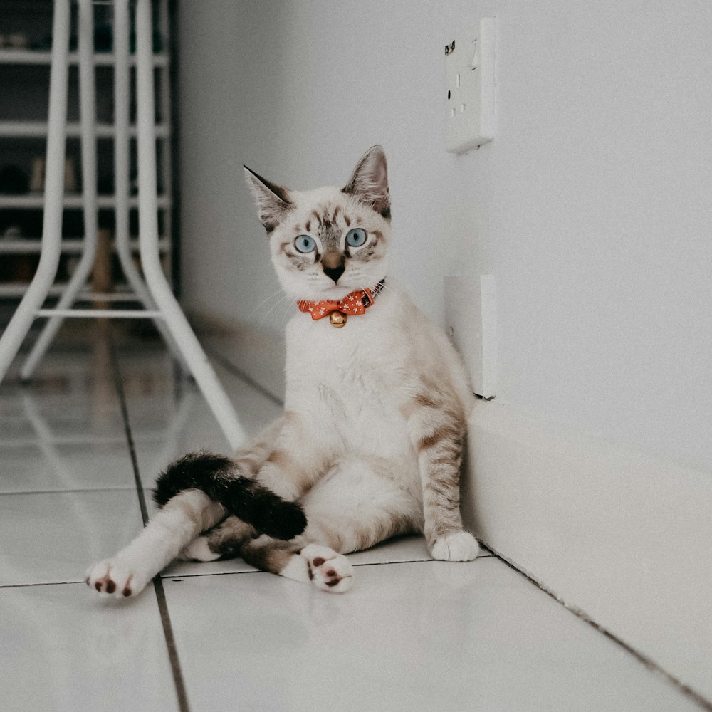 white and brown cat on white floor tiles