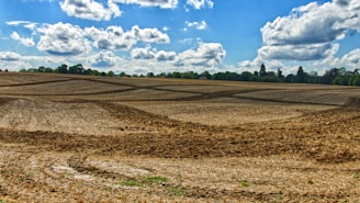 green grass field under blue sky and white clouds during daytime