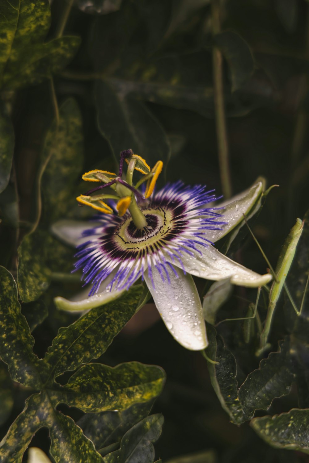 Fleur blanche et violette dans une lentille à bascule