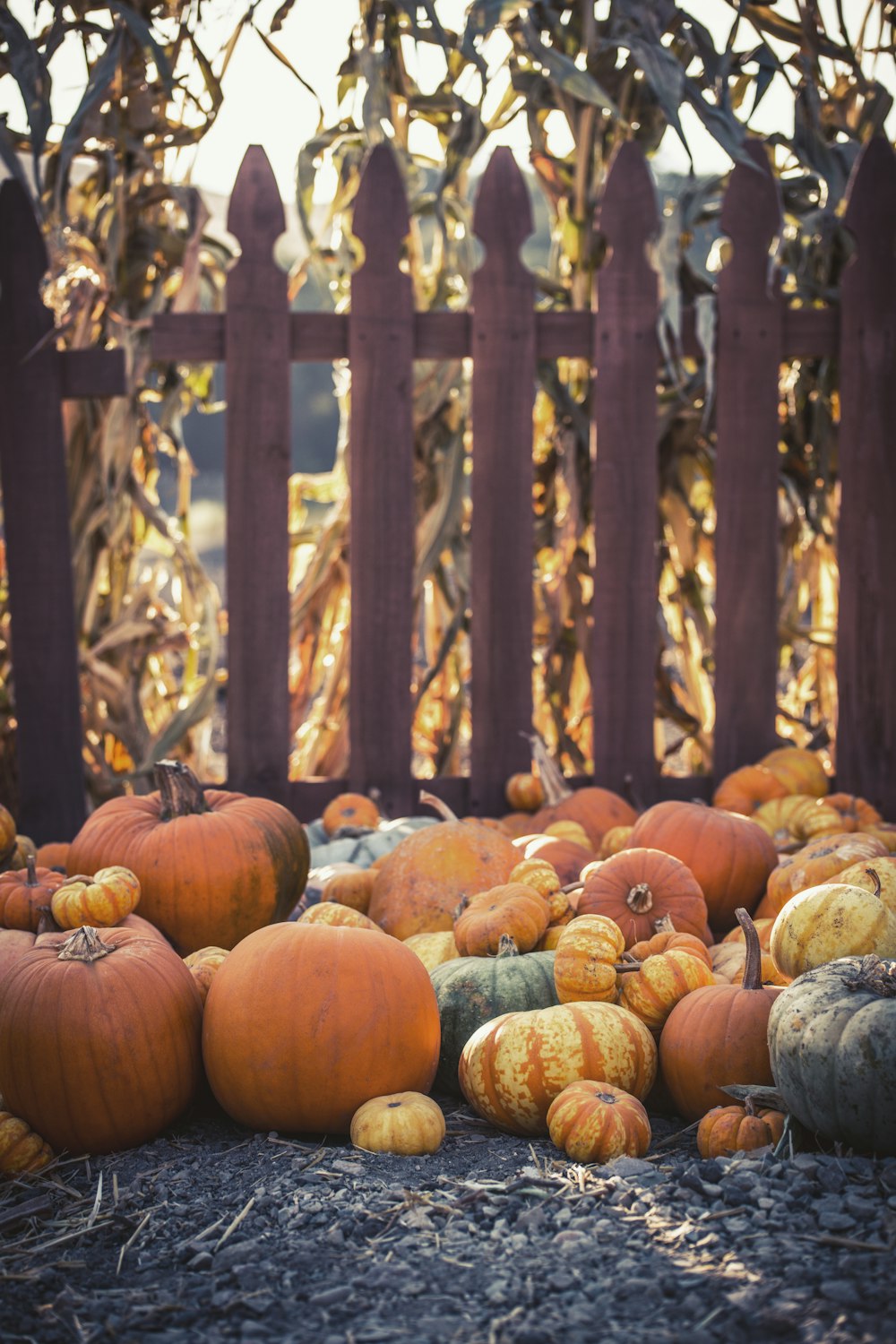 orange pumpkins on brown wooden fence