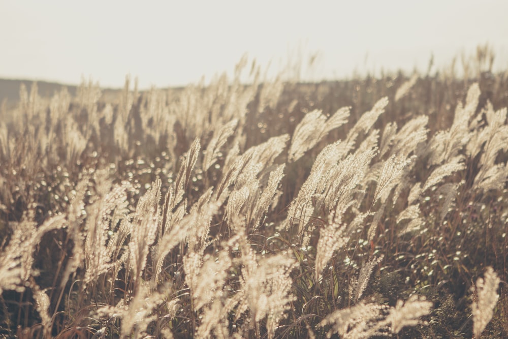 brown grass field during daytime