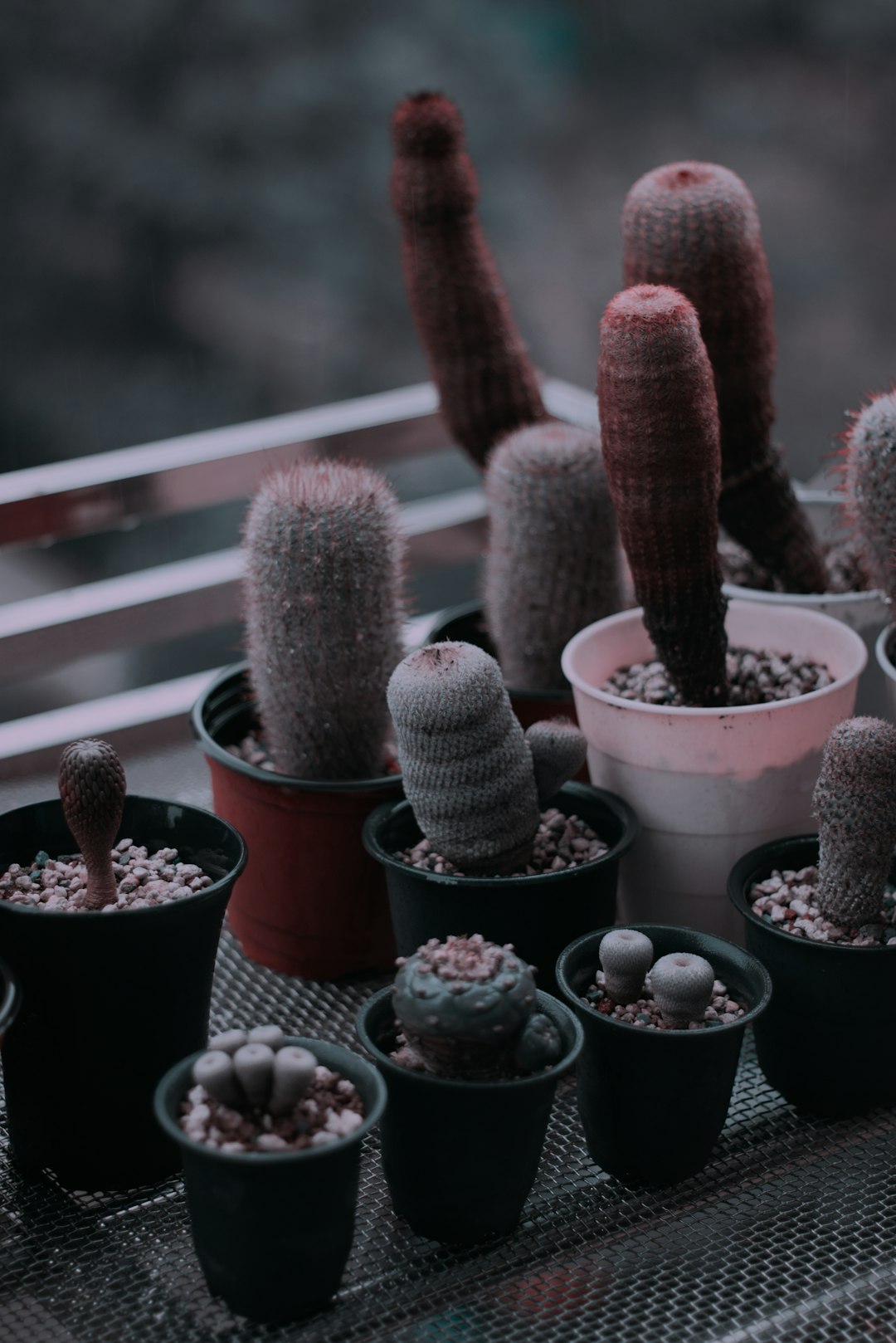 green cactus plant on white plastic pot