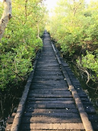 A wooden walkway extends forward through a dense thicket of vibrant green mangroves. The path, constructed of uneven and weathered planks, is flanked by twisting branches and lush foliage, providing a sense of natural enclosure and serenity.