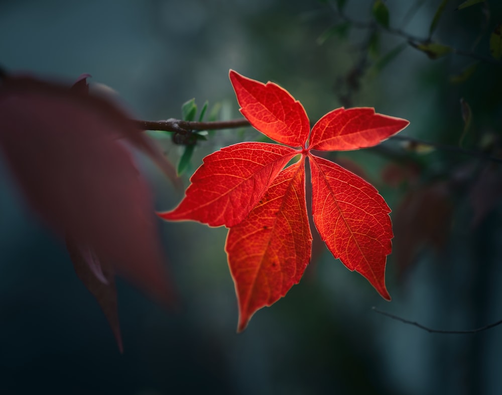 red leaf in close up photography