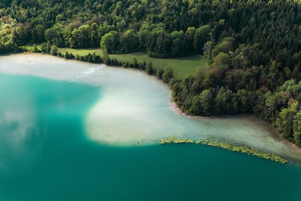 Grüner See tagsüber von grünen Bäumen umgeben