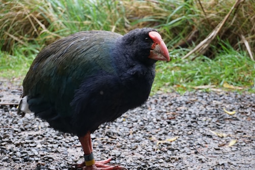 A large flightless bird with dark plumage and a striking red beak standing on a gravel path. The bird is marked with leg bands, indicating it might be part of a conservation program. Surrounding it is lush green grass and reeds.