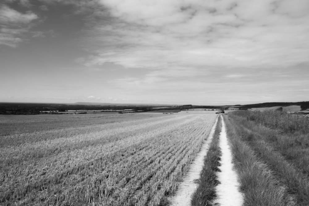 grayscale photo of grass field