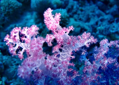 pink and white flower in close up photography reef teams background