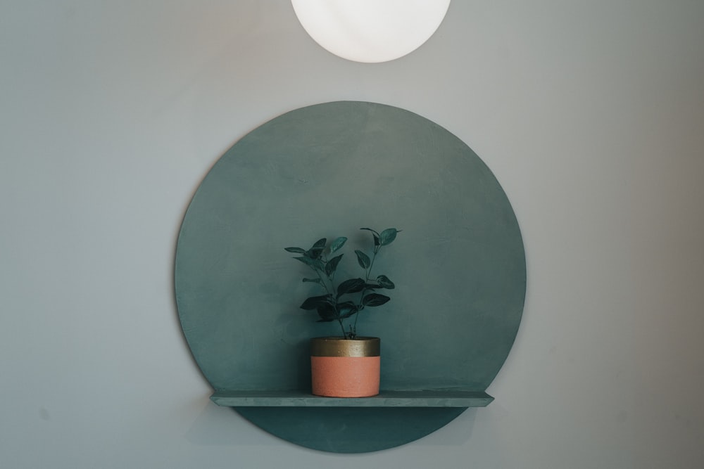 grüne Pflanze auf braunem Topf auf braunem Holztisch