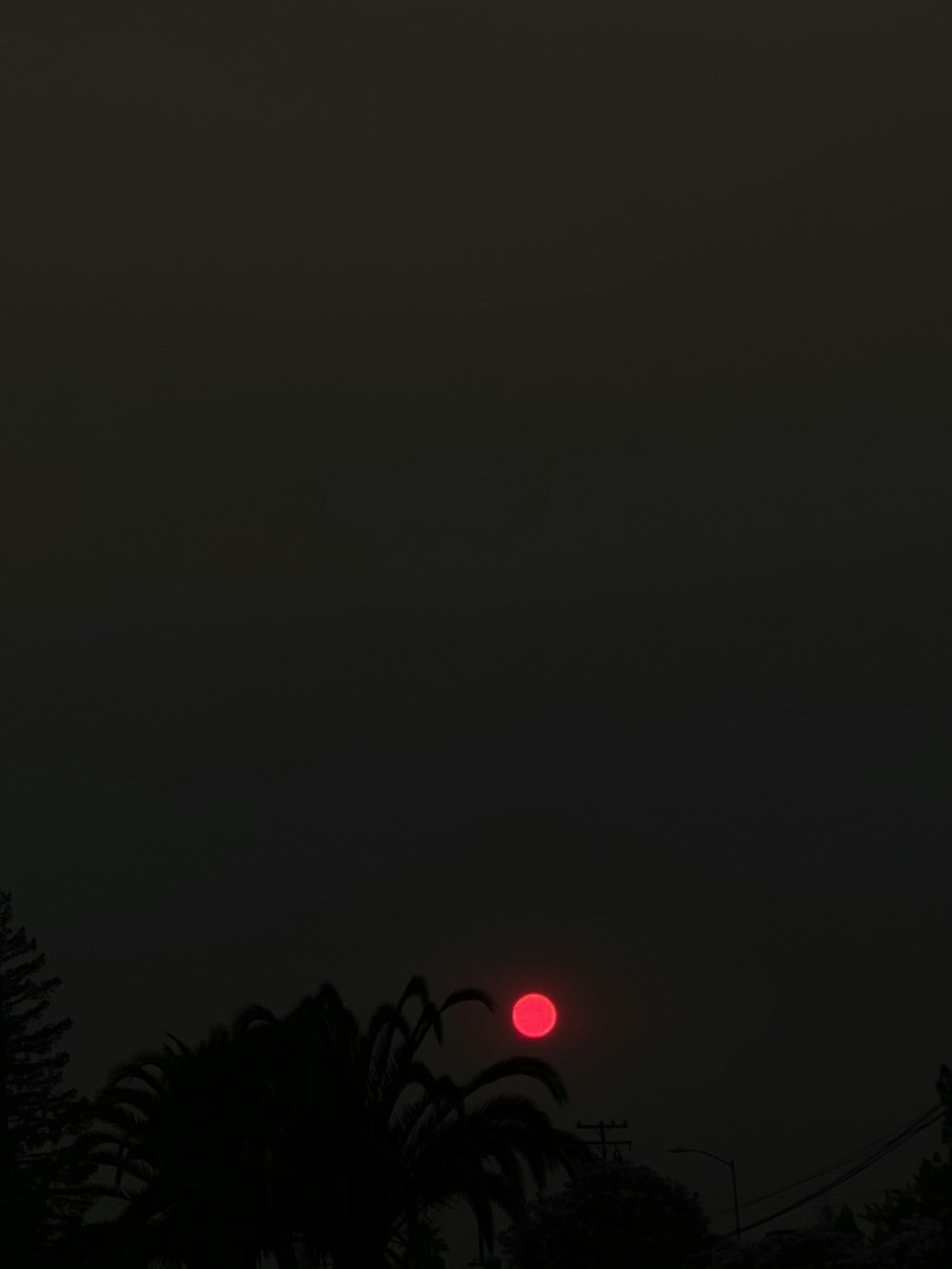 silhouette of trees during night time