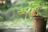 A potted plant with vibrant red bell peppers growing on thin green stems. The pot sits on a grey stone surface with a blurred, lush green garden in the background that gives a sense of a natural, peaceful environment.
