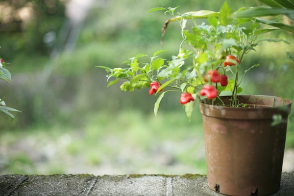 A potted plant with vibrant red bell peppers growing on thin green stems. The pot sits on a grey stone surface with a blurred, lush green garden in the background that gives a sense of a natural, peaceful environment.