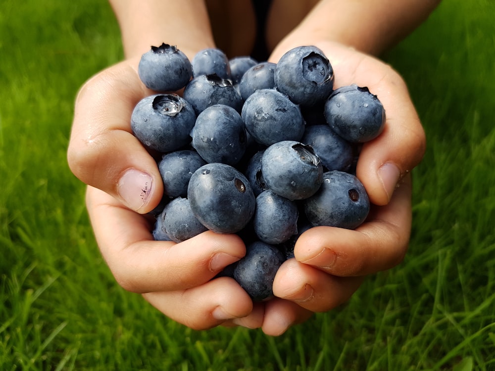 person holding black round fruits