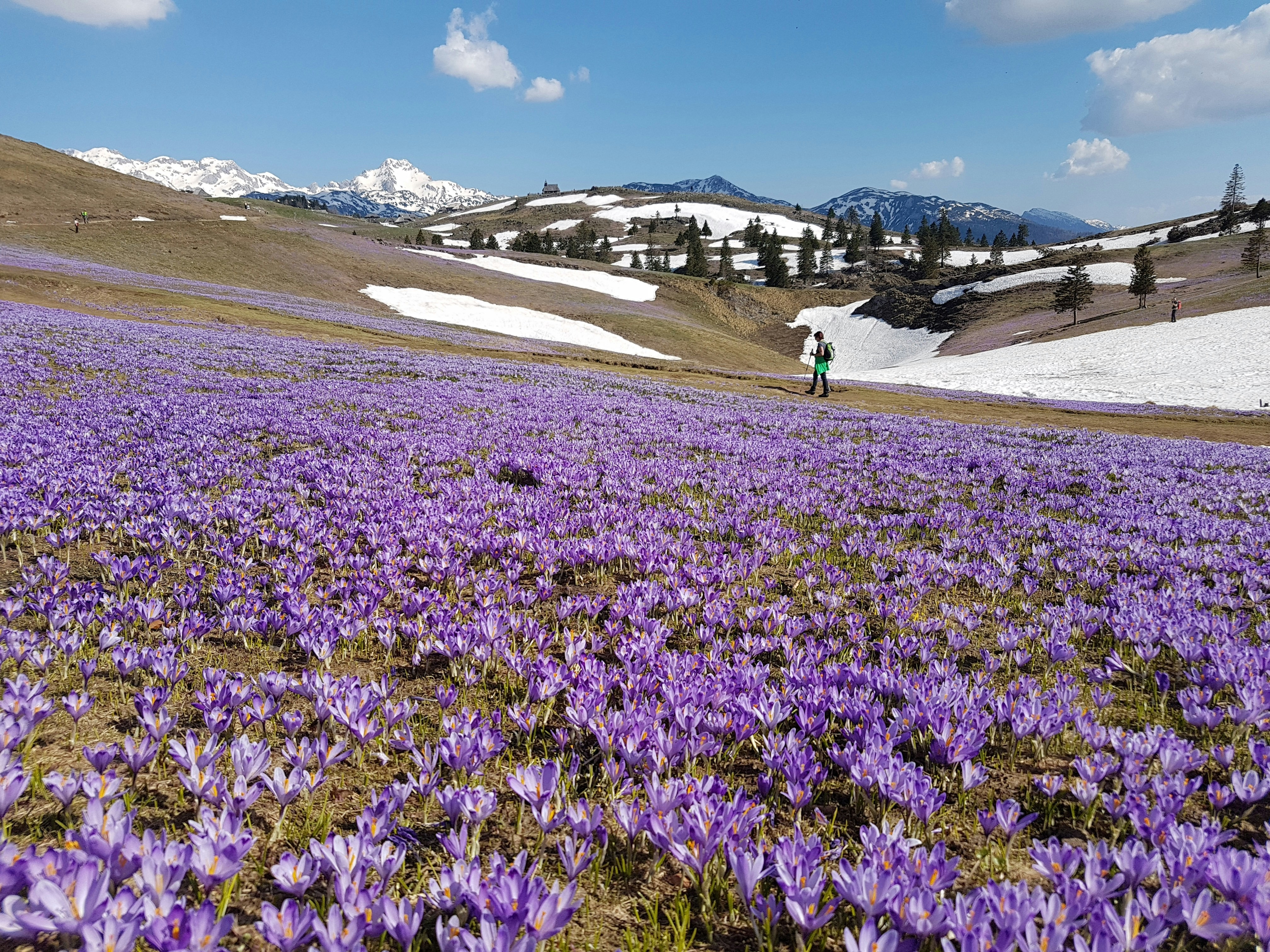 purple flower field near green grass field during daytime, Field of crocuses in Velika Planina, Slovenia.