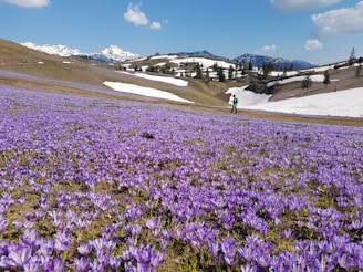 purple flower field near green grass field during daytime