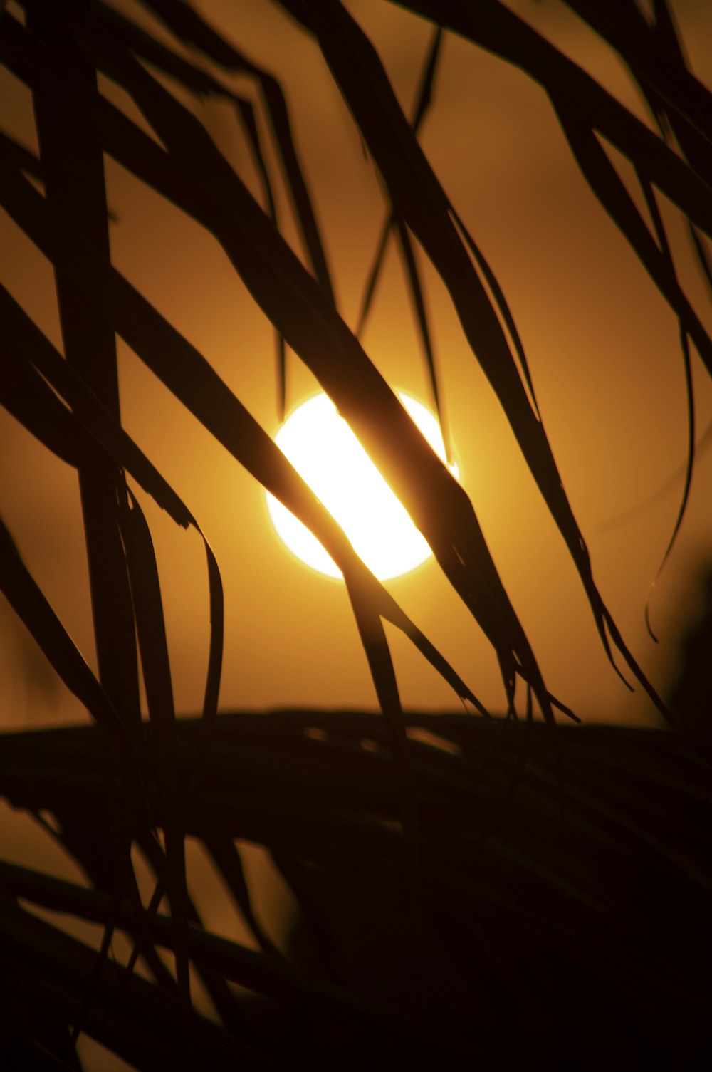 Silhouette de plantes au coucher du soleil