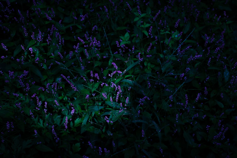 green leaves plant during night time