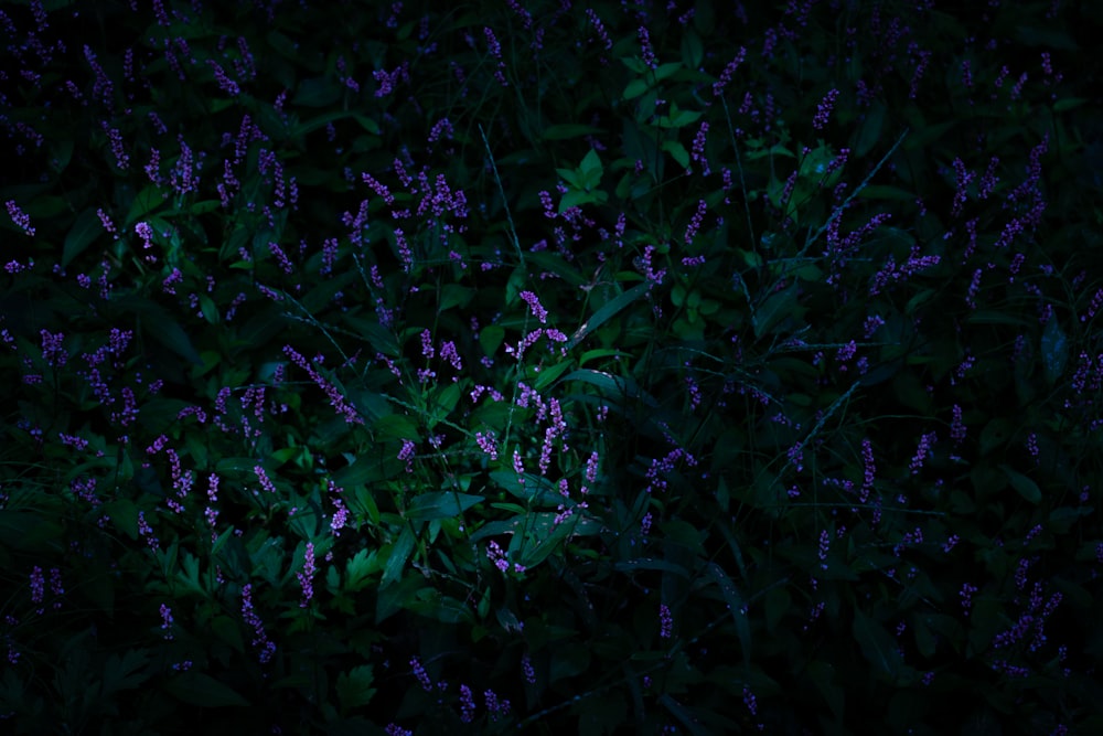 pianta di foglie verdi durante la notte