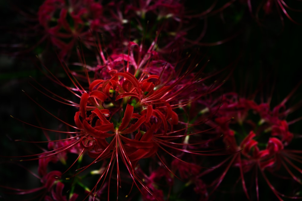 red and green plant in close up photography