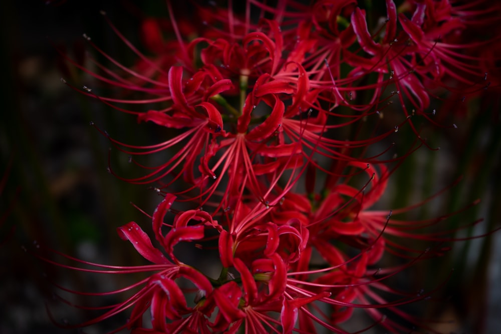 red plant in close up photography