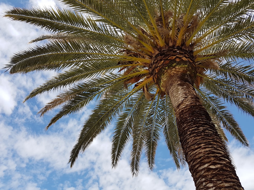 green palm tree under blue sky and white clouds during daytime
