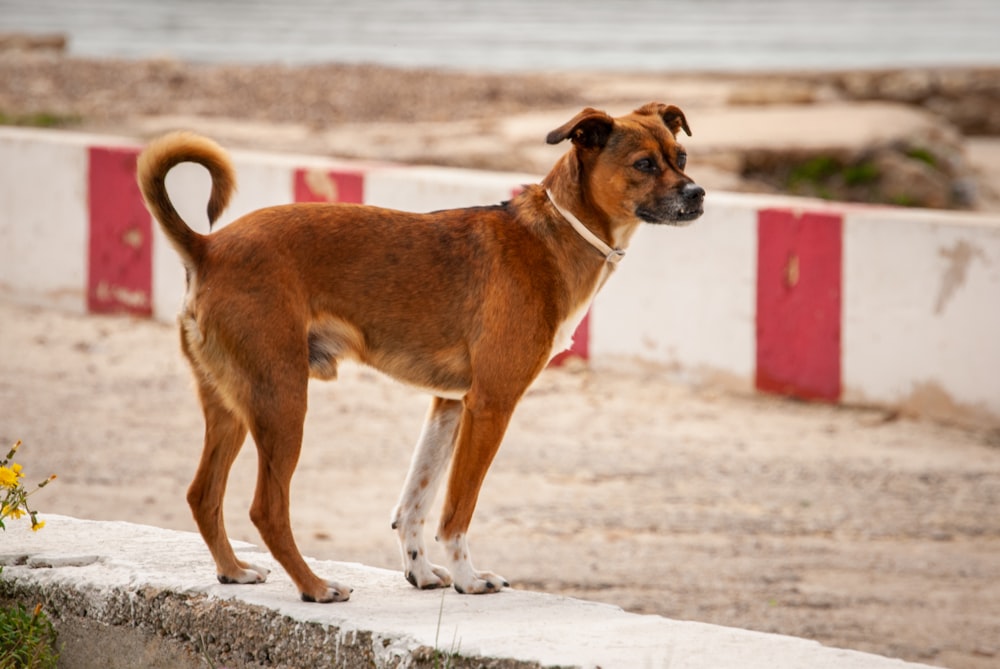 Perro marrón de pelo corto corriendo sobre piso de concreto gris durante el día