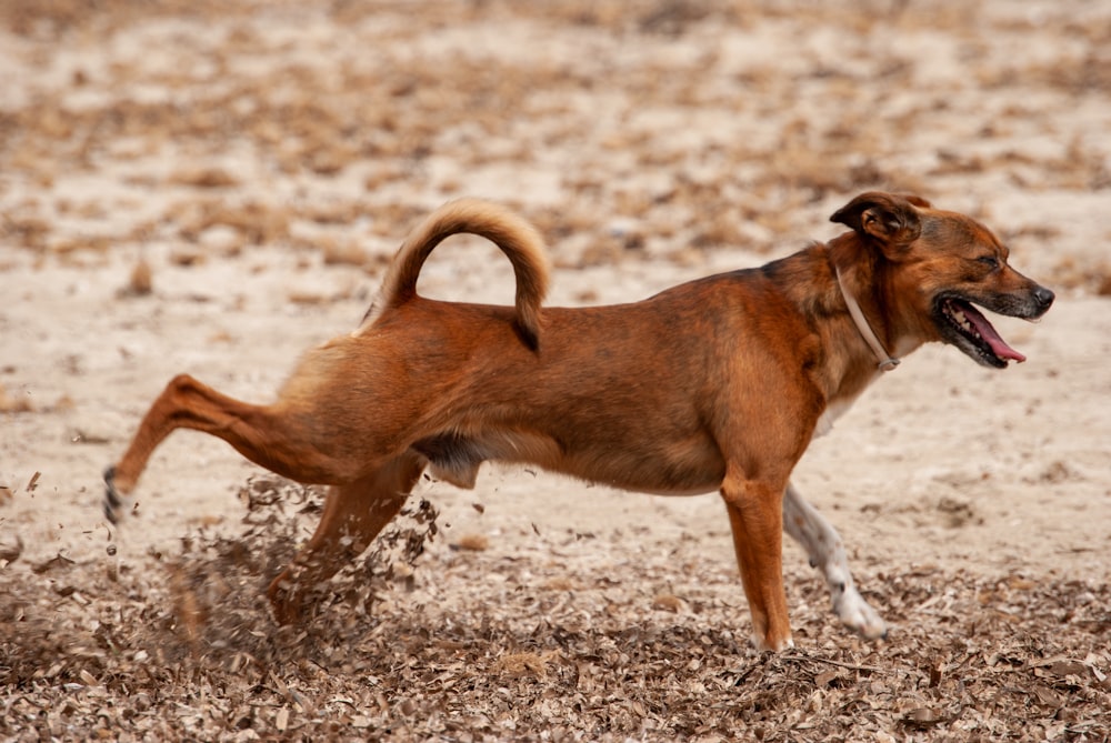 brown short coat medium dog running on brown field during daytime
