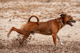 A brown dog is running energetically across a sandy terrain, kicking up leaves and dirt with its hind legs. Its mouth is open as if panting or barking, and its tail is curved upward.
