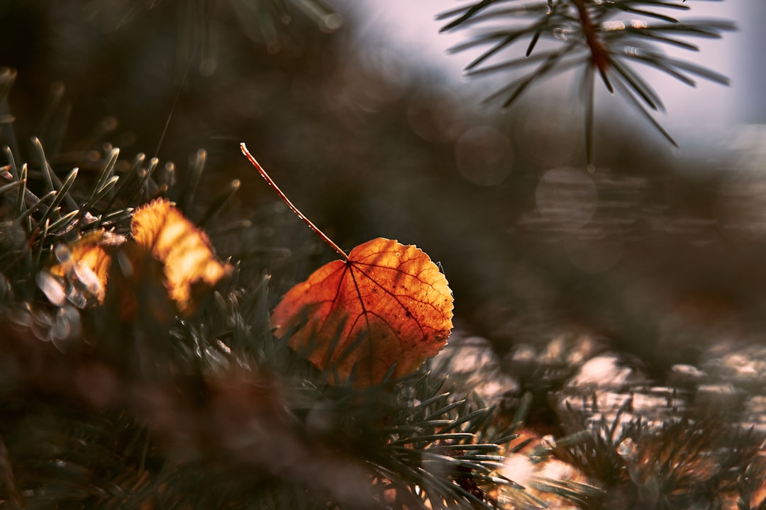 brown dried leaf on green pine tree