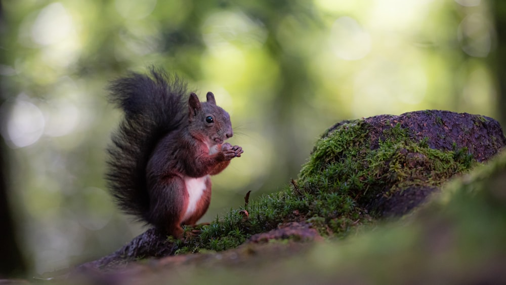 brown squirrel on green moss during daytime