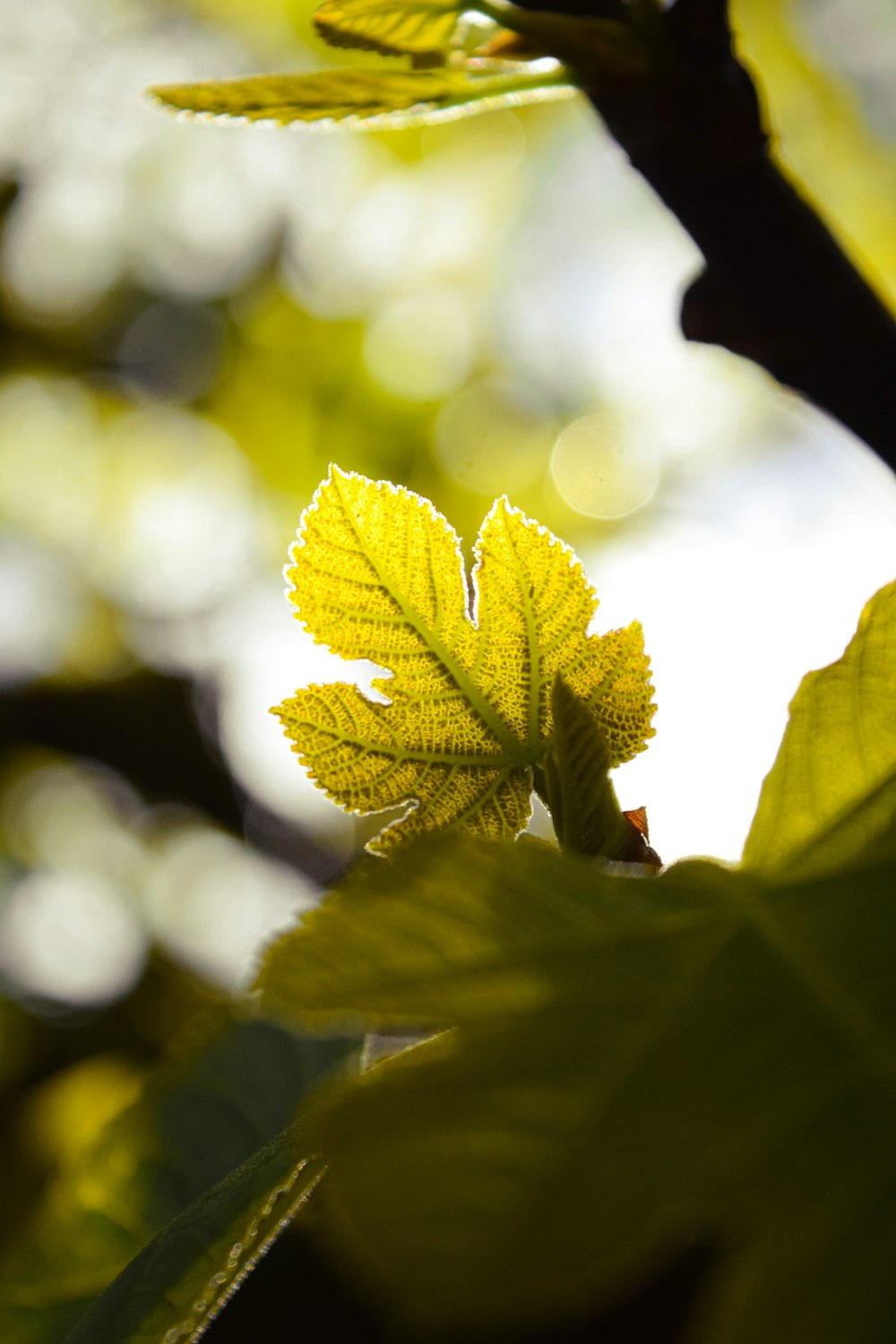 green leaf in tilt shift lens