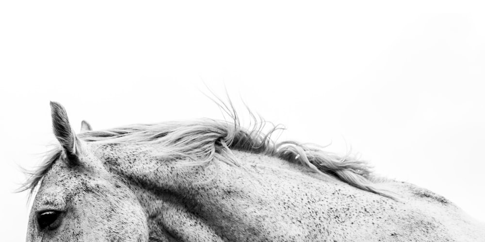 grayscale photo of horse head