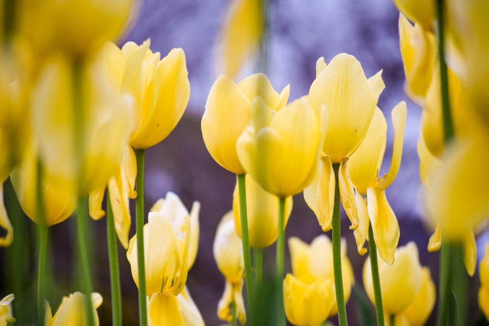 yellow tulips in bloom during daytime