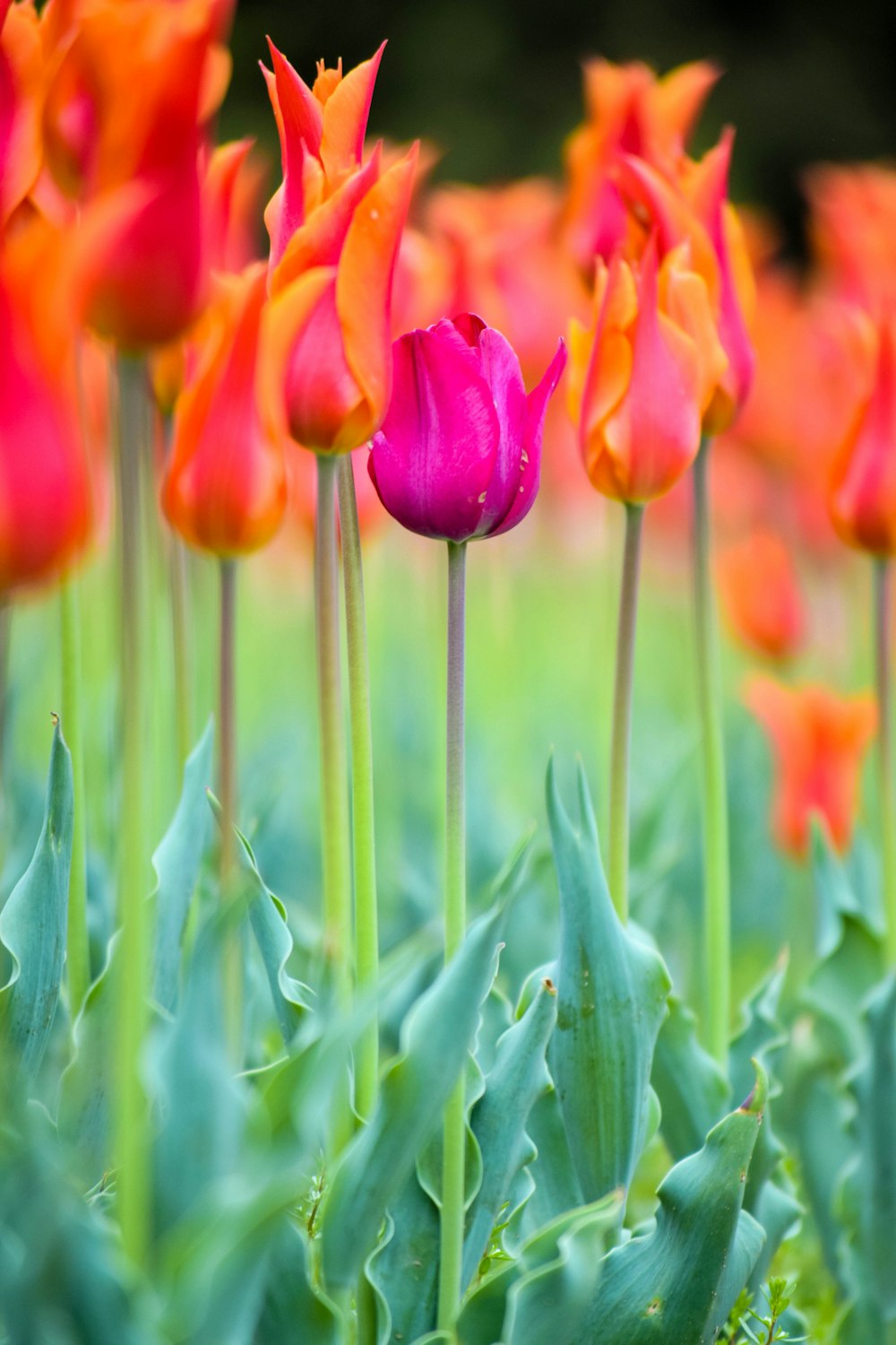 red tulips in bloom during daytime