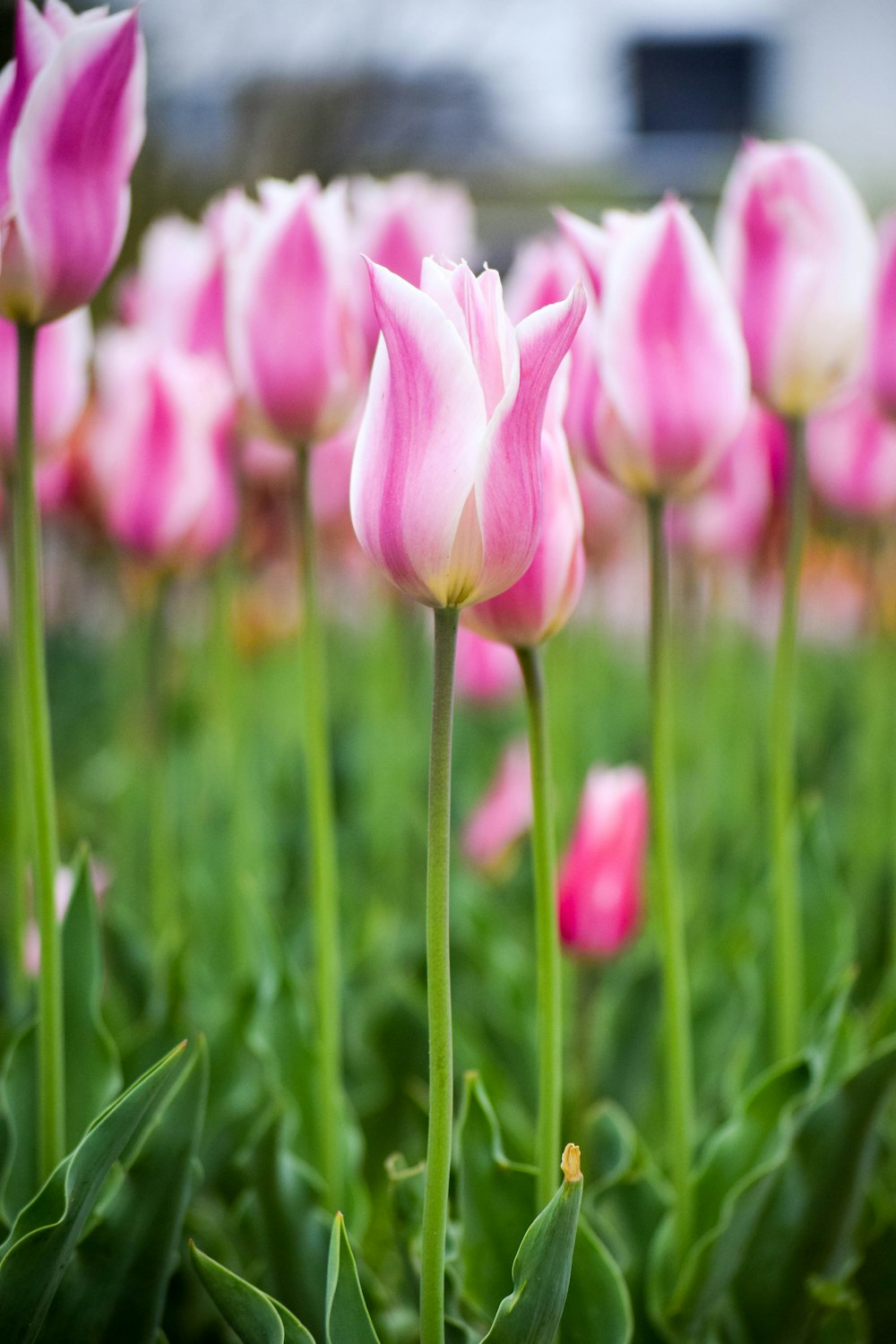 Tulipes roses et blanches sur un champ d’herbe verte pendant la journée