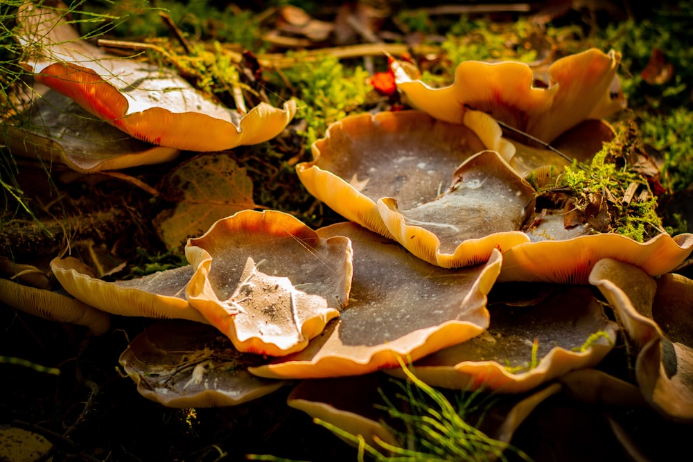 brown mushroom on green grass