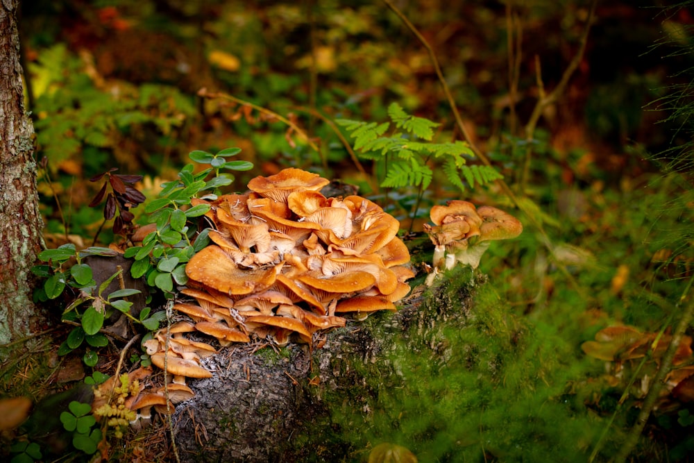 brown mushroom on green grass