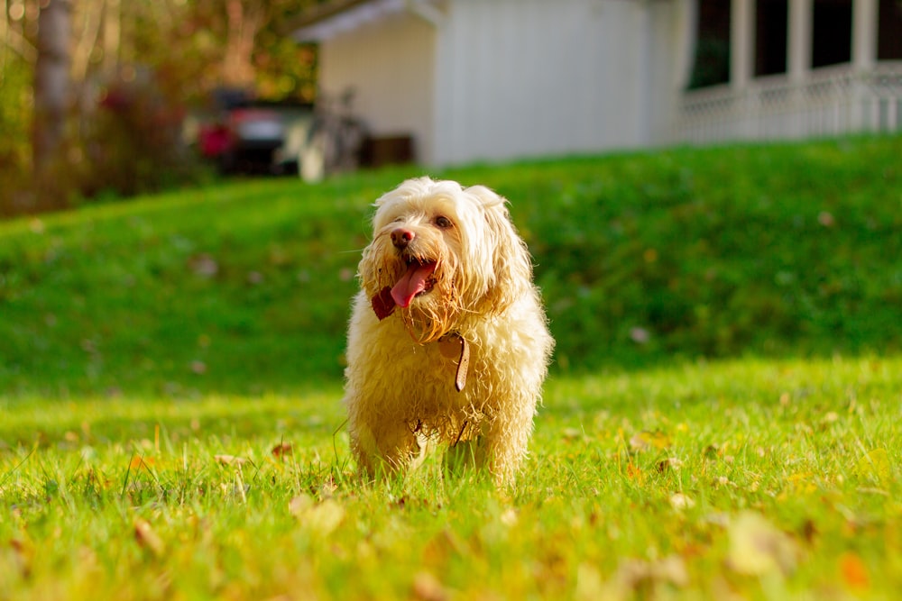 cão pequeno marrom longo revestido no campo de grama verde durante o dia